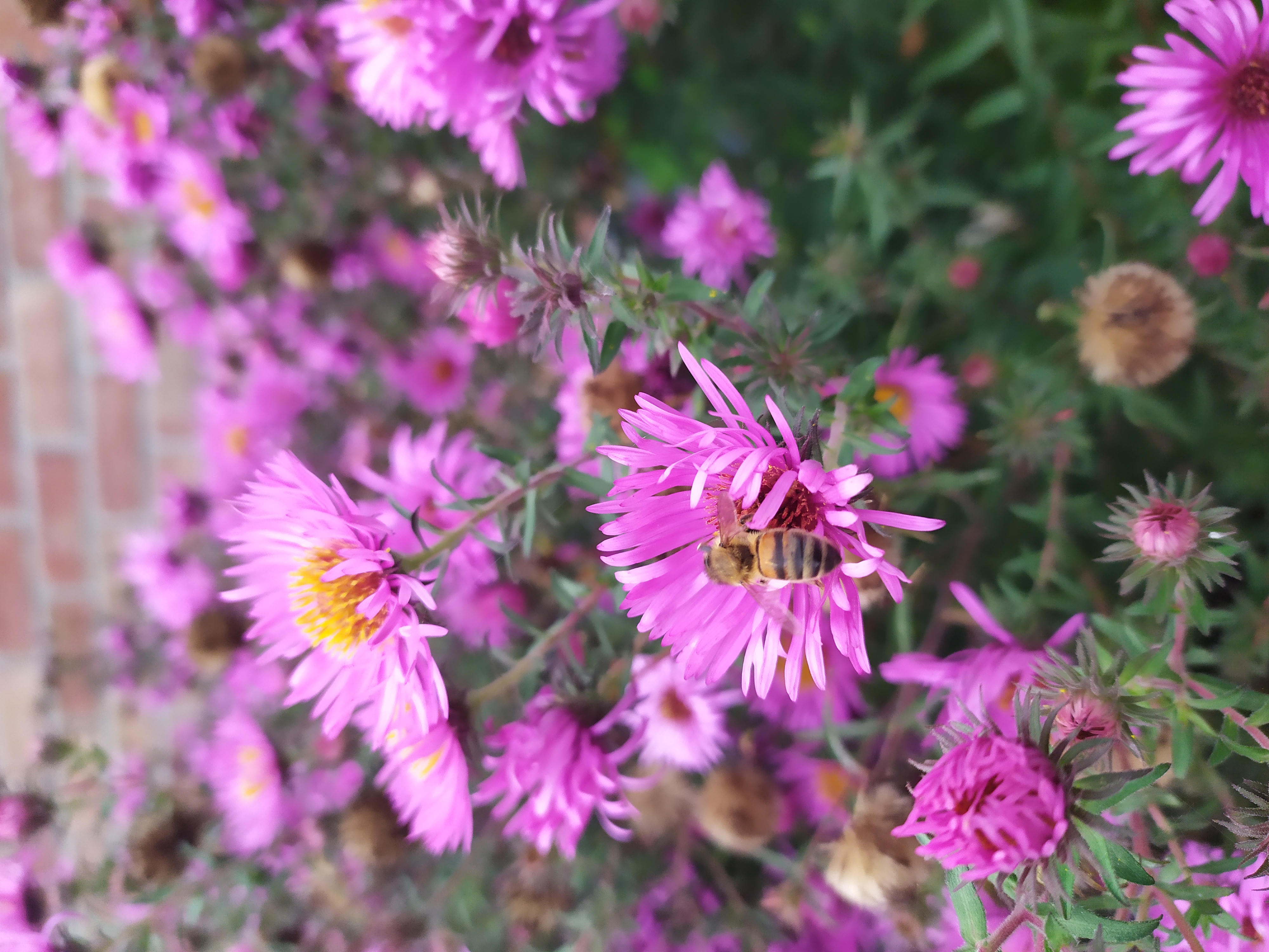 Image abeille accueil